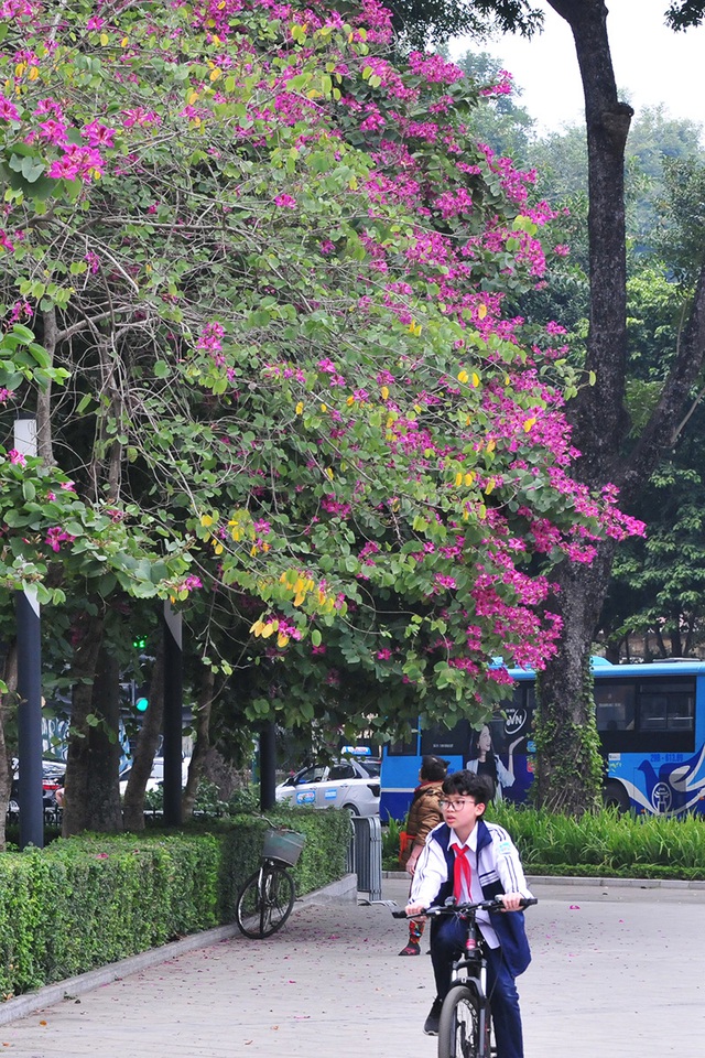 Hà Nội: Hoa ban nở đỏ rực quanh tượng đài Lê Nin - Ảnh 9.