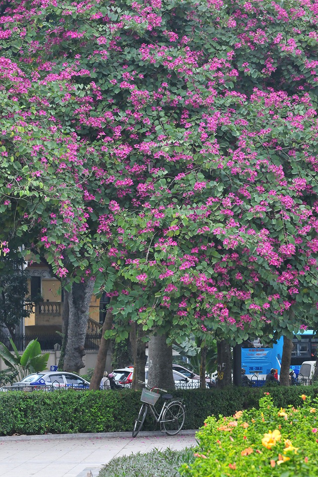 Hà Nội: Hoa ban nở đỏ rực quanh tượng đài Lê Nin - Ảnh 7.