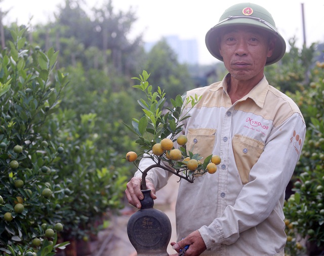 Quất bonsai trĩu quả trồng trong vò rượu khiến nhiều người săn lùng chơi Tết - Ảnh 9.