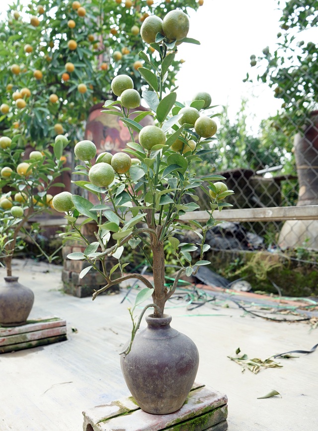 Quất bonsai trĩu quả trồng trong vò rượu khiến nhiều người săn lùng chơi Tết - Ảnh 6.