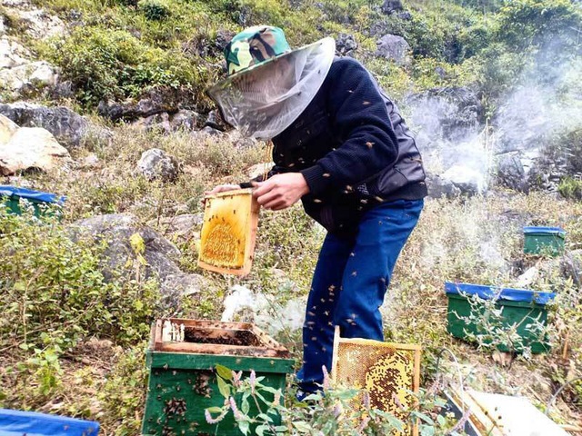 Đặc sản cao nguyên đá: Mật ong bạc hà xịn, tiền triệu vẫn khó mua - Ảnh 10.