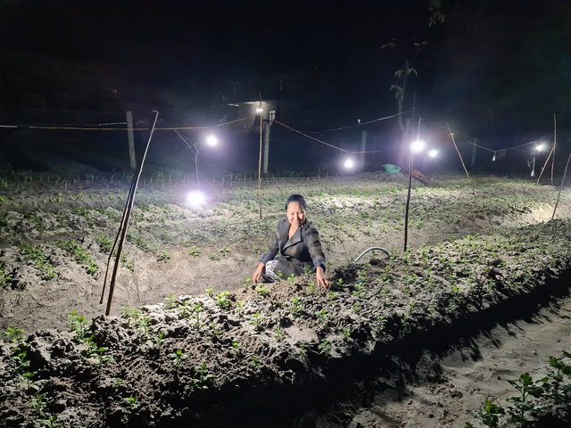 Người dân vùng lũ tỉnh Quảng Bình chong đèn trồng hoa Tết - Ảnh 2.