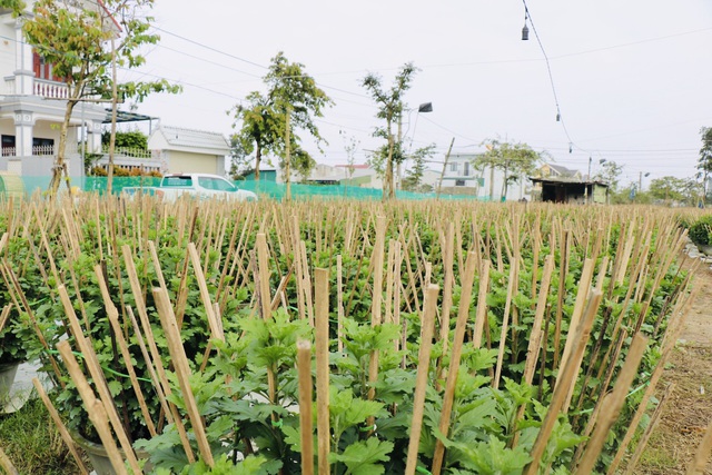 Làng trồng hoa Tết Dạ Lê Chánh (Thừa Thiên - Huế) “hồi sinh” sau lũ - Ảnh 8.