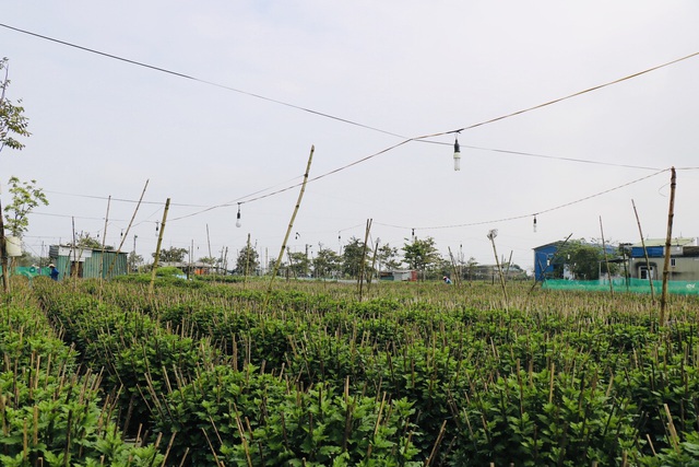 Làng trồng hoa Tết Dạ Lê Chánh (Thừa Thiên - Huế) “hồi sinh” sau lũ - Ảnh 9.