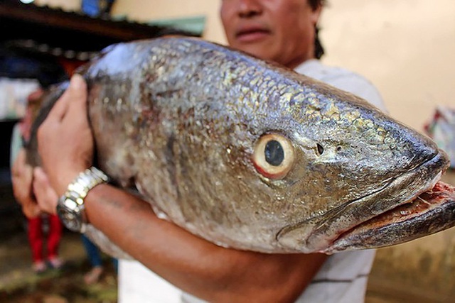 Cá lạ nghi là sủ vàng nặng 18 kg dính lưới ngư dân - Ảnh 1.