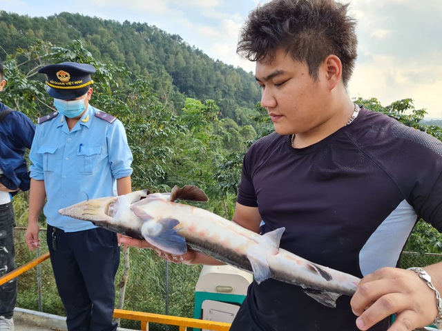 Nông dân nuôi cá tầm Việt “cầu cứu” Thủ tướng xem xét việc nhập khẩu cá tầm Trung Quốc - Ảnh 4.