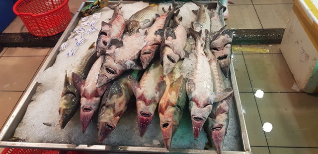 Nông dân nuôi cá tầm Việt “cầu cứu” Thủ tướng xem xét việc nhập khẩu cá tầm Trung Quốc - Ảnh 3.