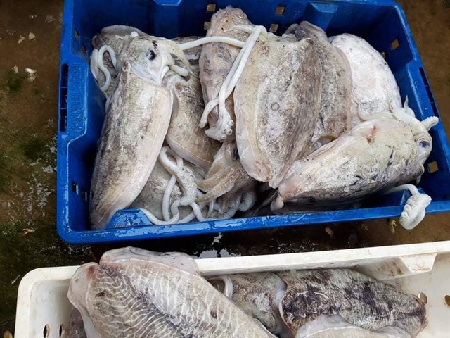Loại mực nổi v&acirc;n lạ tr&ecirc;n mai, nặng tới 2kg/con về chợ H&agrave; Nội - Ảnh 2.
