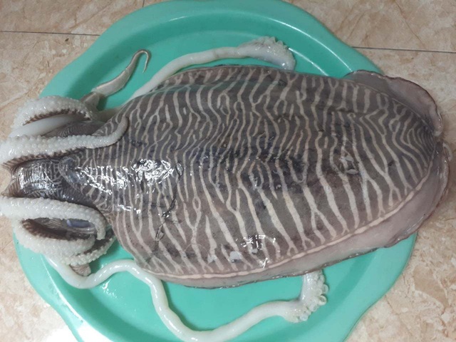Loại mực nổi v&acirc;n lạ tr&ecirc;n mai, nặng tới 2kg/con về chợ H&agrave; Nội - Ảnh 3.