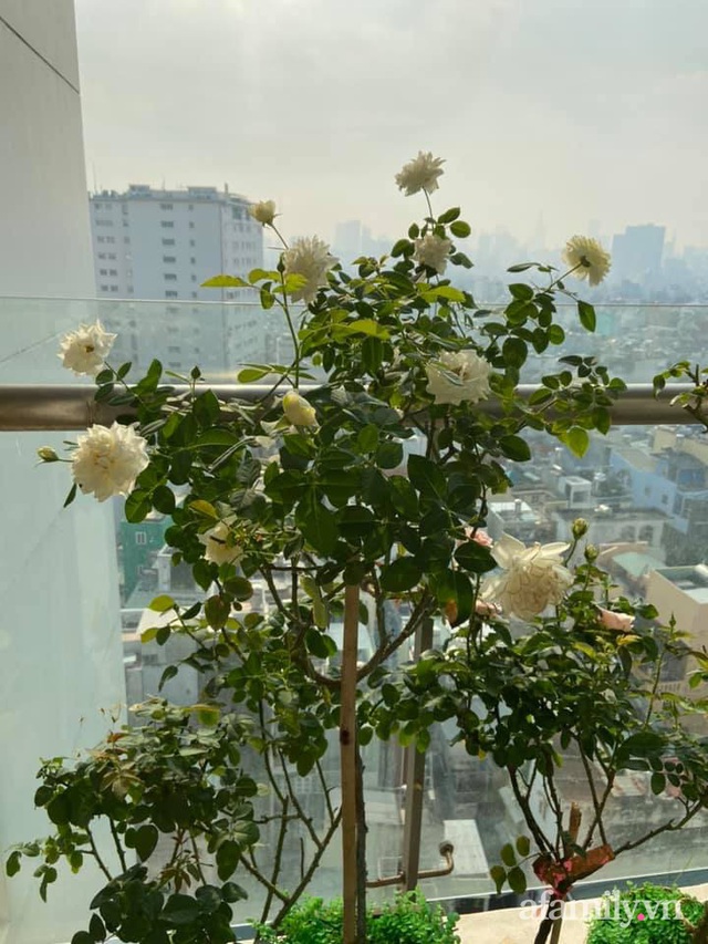Bà mẹ trẻ Sài Gòn biến ban công trống trơn thành khu vườn ngập tràn hoa lá chỉ với 2,2 triệu đồng - Ảnh 22.