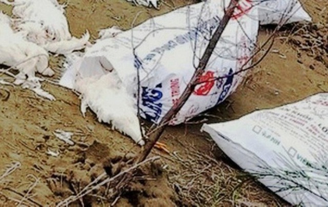 Hàng chục bao tải gà chết đang phân huỷ vứt dọc bờ biển - Ảnh 1.