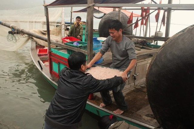 Đâu xuân ra biển vớt lộc trời, ngư dân Hà Tĩnh thu tiền triệu mỗi ngày - Ảnh 2.