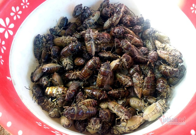 Khu chợ côn trùng bán đầy bọ xít, châu chấu... hiếm có Việt Nam - Ảnh 3.