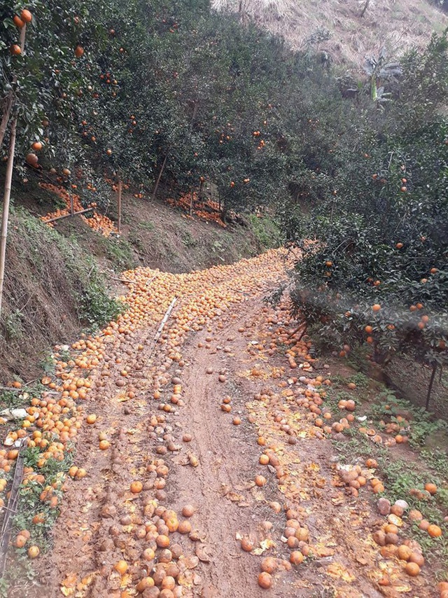 Hàng tấn cam Hà Giang thất thủ rơi xuống đầy đường, cộng đồng mạng chung tay kêu gọi giải cứu - Ảnh 3.