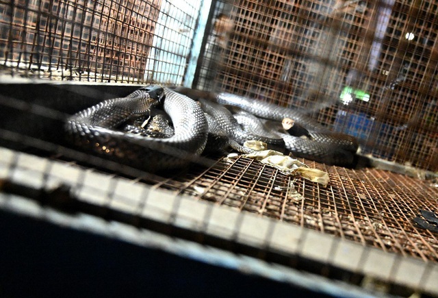 Thịt dơi, rắn khổng lồ bán la liệt trong chợ nổi tiếng Indonesia - Ảnh 1.