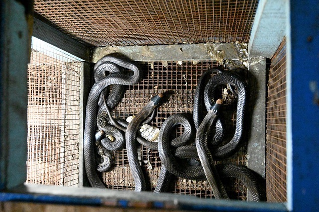 Thịt dơi, rắn khổng lồ bán la liệt trong chợ nổi tiếng Indonesia - Ảnh 2.