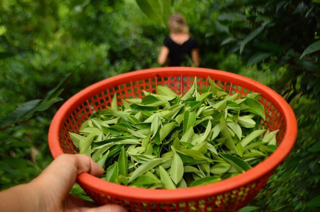 Cuộc sống bình yên trên núi cao của gia đình yêu thích trồng trọt và sống hoàn toàn theo hình thức tự cung tự cấp - Ảnh 16.