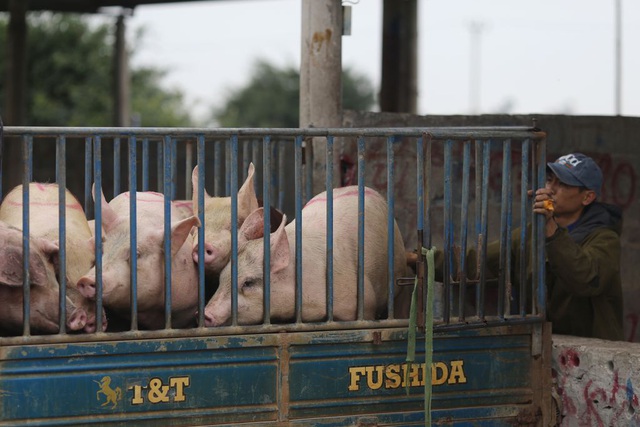 Sợ dịch, nhiều hộ chăn nuôi lợn chưa dám tái đàn - Ảnh 2.