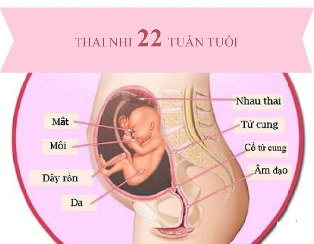 Các mốc siêu âm, khám thai mẹ bầu cần nhớ để sinh con khỏe mạnh - Ảnh 3.