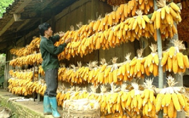 Hiệu quả giải pháp quản lý nguy cơ ngộ độc thực phẩm do bánh trôi ngô tại tỉnh Hà Giang - Ảnh 2.