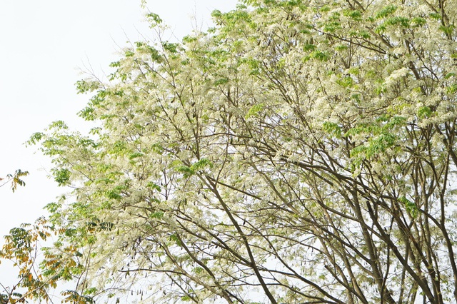 Cận cảnh những gốc hoa sưa nở trắng muốt đẹp mê mẩn giữa Hà Nội - Ảnh 2.