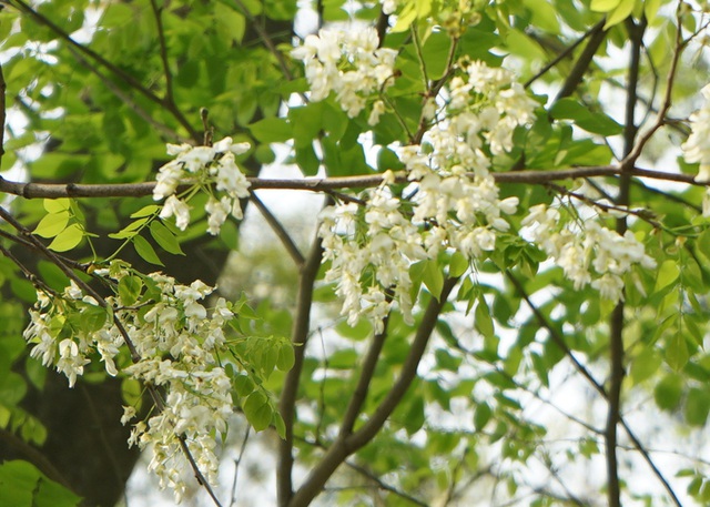 Cận cảnh những gốc hoa sưa nở trắng muốt đẹp mê mẩn giữa Hà Nội - Ảnh 11.