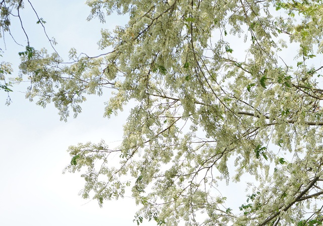 Cận cảnh những gốc hoa sưa nở trắng muốt đẹp mê mẩn giữa Hà Nội - Ảnh 14.