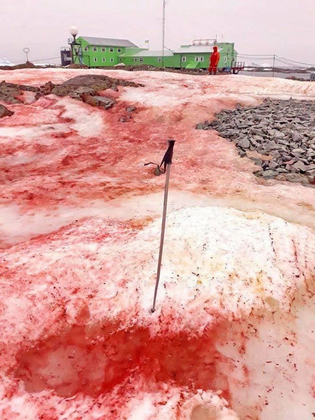 Tuyết đỏ như máu bao phủ quanh trạm nghiên cứu ở Nam cực - Ảnh 2.