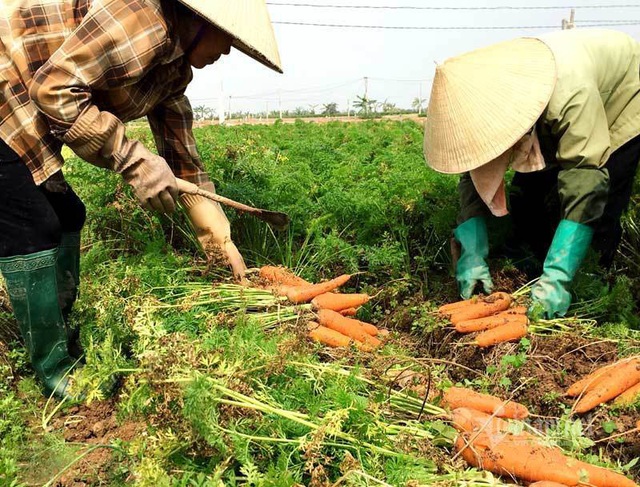 Cánh đồng 100 tỷ đồng rực 1 màu đỏ hiếm có Việt Nam - Ảnh 1.