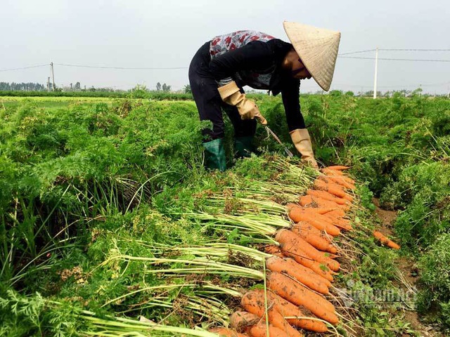 Cánh đồng 100 tỷ đồng rực 1 màu đỏ hiếm có Việt Nam - Ảnh 2.