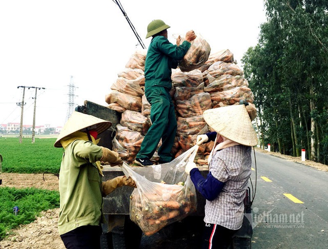 Cánh đồng 100 tỷ đồng rực 1 màu đỏ hiếm có Việt Nam - Ảnh 10.