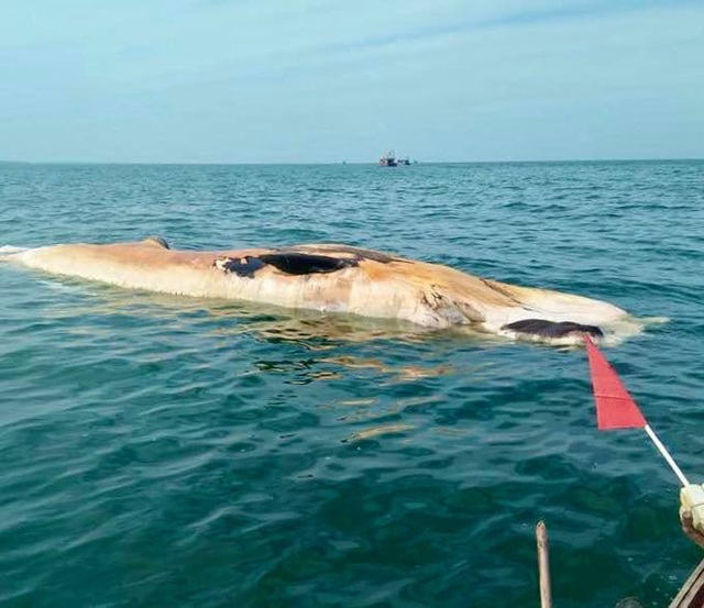 Cận cảnh cá voi khủng trôi dạt vào bờ biển Hà Tĩnh - Ảnh 1.