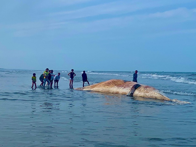 Cận cảnh cá voi khủng trôi dạt vào bờ biển Hà Tĩnh - Ảnh 3.