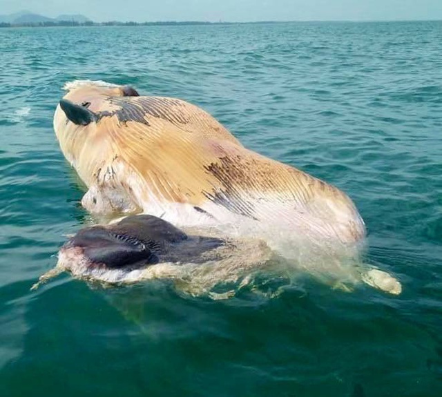 Cận cảnh cá voi khủng trôi dạt vào bờ biển Hà Tĩnh - Ảnh 2.