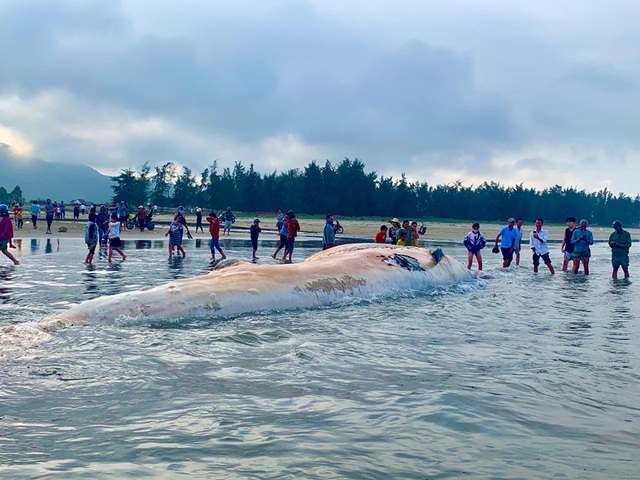 Cận cảnh cá voi khủng trôi dạt vào bờ biển Hà Tĩnh - Ảnh 8.