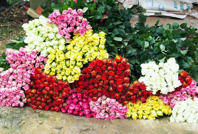 Chuẩn bị hoa bán 8/3: Hoa hồng Đà Lạt chỉ mong bán được 3.000 đồng/bông vì COVID-19 - Ảnh 2.