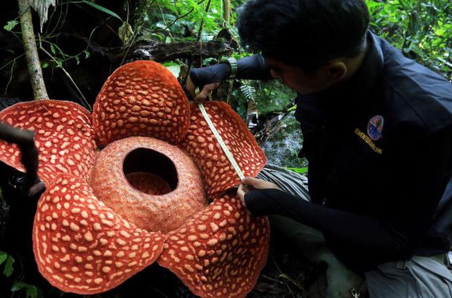 Hoa quái vật đơm bông giữa rừng Indonesia - Ảnh 1.