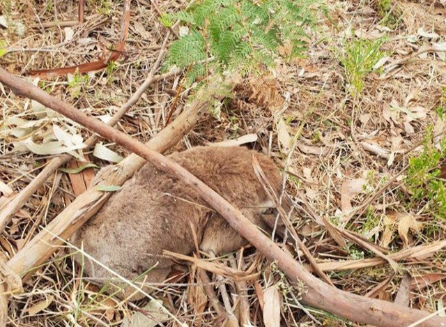 Hàng chục con koala bị giết chết bí ẩn ở Australia - Ảnh 1.