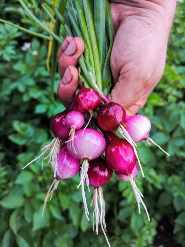 Khu vườn đẹp đến mê mẩn của chàng trai trẻ với niềm đam mê duy nhất trong đời là trồng cây và hoa  - Ảnh 30.