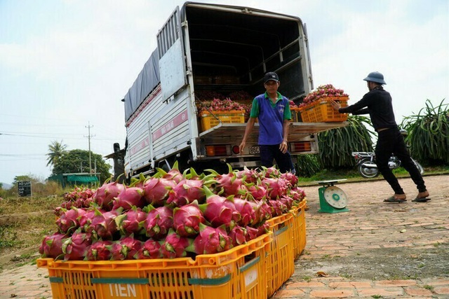 Nông sản Việt kêu cứu vì virus corona - Ảnh 3.