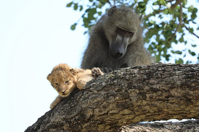Khỉ đầu chó bắt cóc sư tử con về nuôi ở vườn quốc gia Kruger - Ảnh 1.