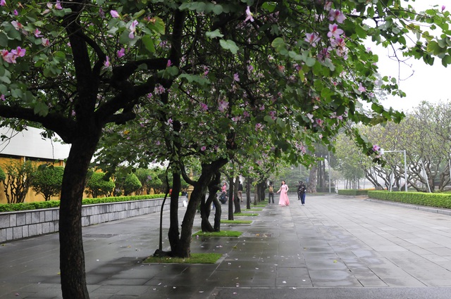 Mặc trời mưa rét, các thiếu nữ Hà thành vẫn diện áo dài chụp ảnh với hoa ban - Ảnh 1.