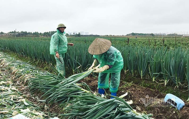 Chưa năm nào như năm nay, bán một sào rau đút túi ngay 2 chỉ vàng - Ảnh 3.