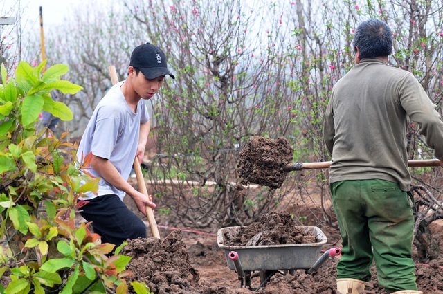 Dân làng Nhật Tân tất bật ươm lại đào cho vụ mới - Ảnh 1.