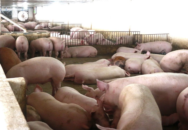 Giá thịt lợn bất ngờ tăng mạnh, trên đà chiếm đỉnh kỷ lục - Ảnh 1.
