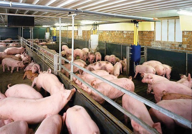 Nhà buôn ăn lãi rất cao, Bộ trưởng yêu cầu giảm giá thịt lợn - Ảnh 1.