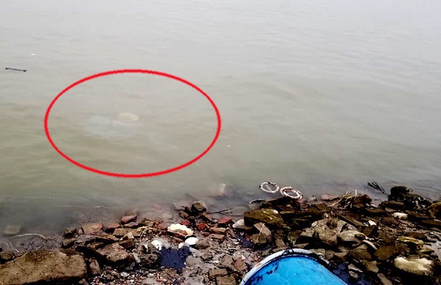 Bất ngờ về người liên quan đến 12 thùng phuy nghi có chất độc hại đổ trộm xuống sông Hồng - Ảnh 3.