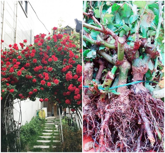Chuộng hồng ngoại, mua phải hồng thải loại - Ảnh 2. Chuộng hồng ngoại, mua phải hồng thải loại - Ảnh 2.