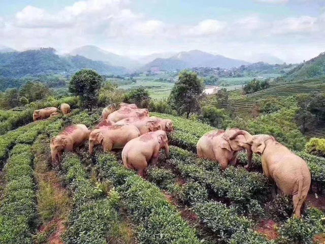 14 chú voi rủ nhau đột nhập vườn ngô tìm thức ăn còn nhậu hết 30 lít rượu của dân rồi lăn ra đánh một giấc ngon lành viên mãn  - Ảnh 1.