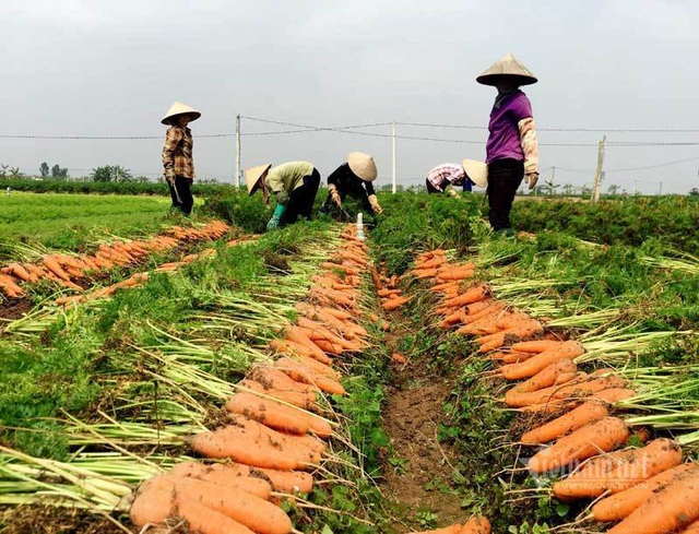 Nông dân kể chuyện chia nhau 100 tỷ trên cánh đồng rực đỏ - Ảnh 3.